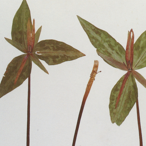 国产精品无码一区二区三区
